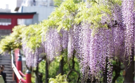 亀戸天神社の藤